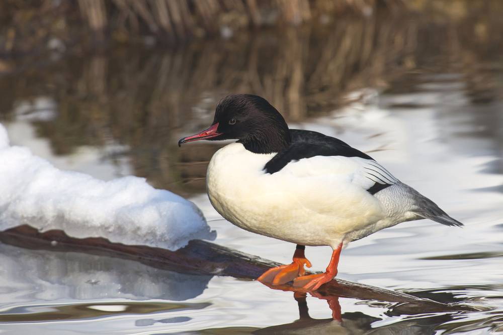 Common Merganser